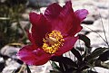 Peoniaceae - Peonia officinalis_1